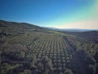 Casa Olivo panorama