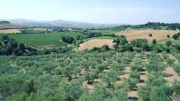 Scegliere un olio extravergine