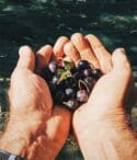 Olio Evo e Olio Industriale: quali sono le differenze?
