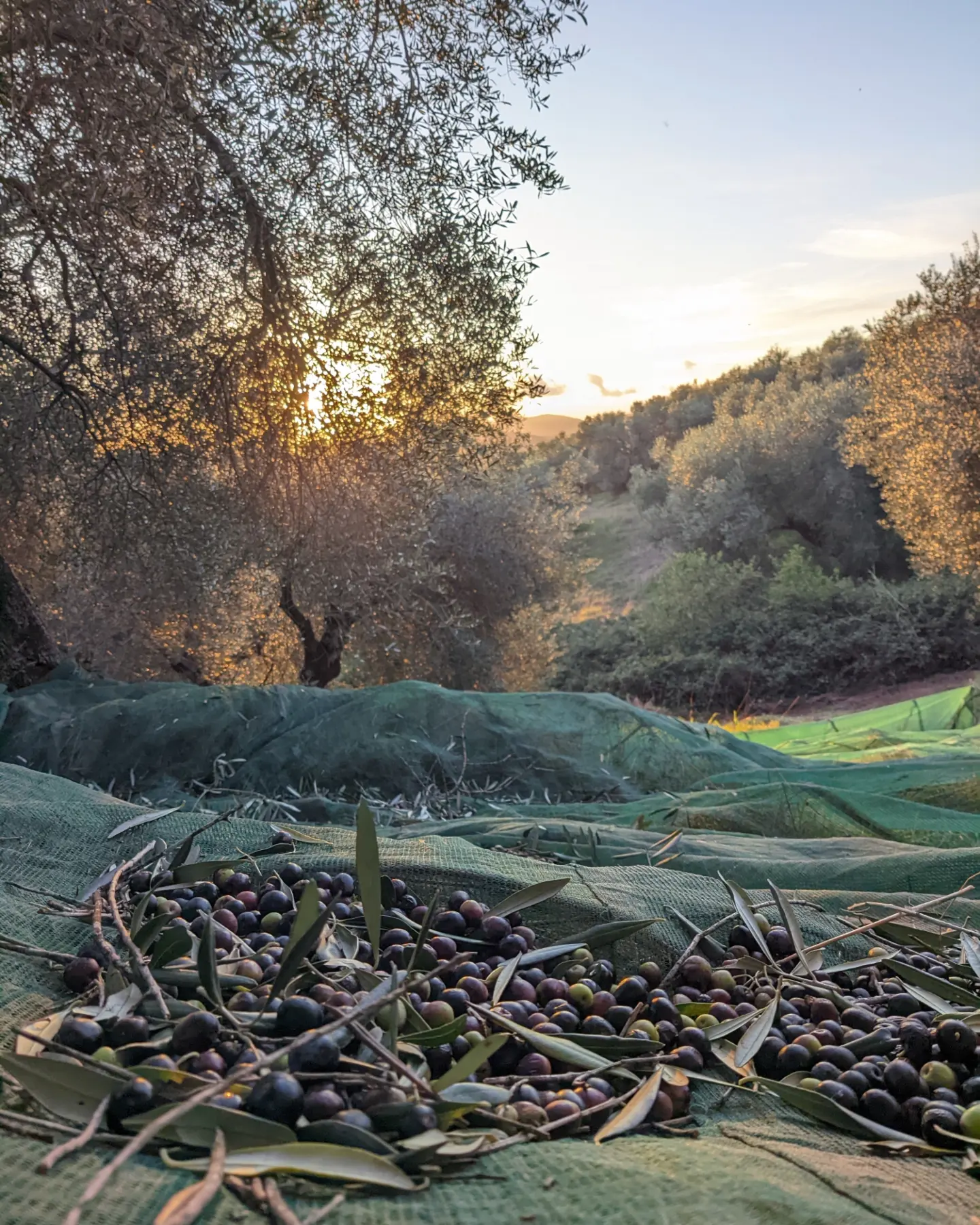 After a difficult year for the olive harvest, the new evo olive oil has arrived! 2