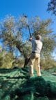 Olio Aroldo: è iniziata la raccolta delle olive!