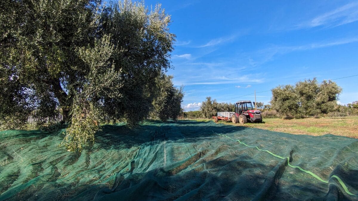 Raccolta 2024-25: un’annata di qualità e passione 2 Raccolta 2024-25: un’annata di qualità e passione 2